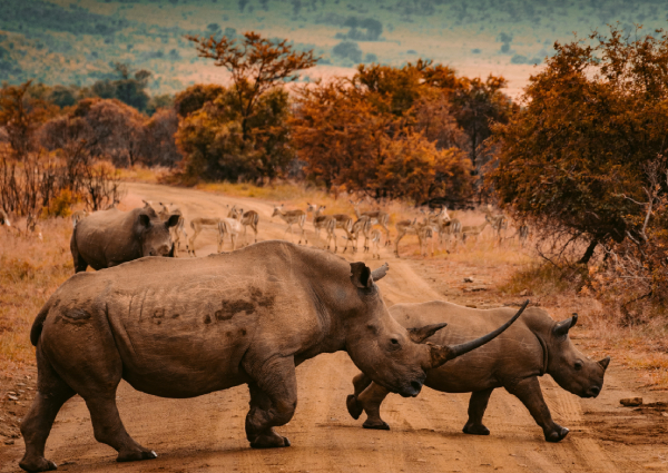 Africa